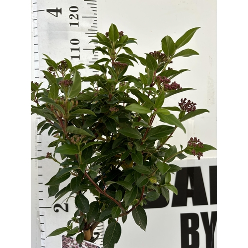 15 - A PAIR OF VIBERNUM TINUS STANDARD TREES 85CM TALL IN THREE LITRE POTS TO BE SOLD FOR THE TWO PLUS VA... 