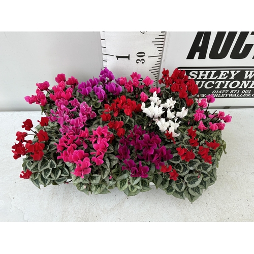 154 - TWELVE CYCLAMEN SUPER SERIES PICASSO PLANTS 21CM TO BE SOLD FOR THE TWELVE PLUS VAT