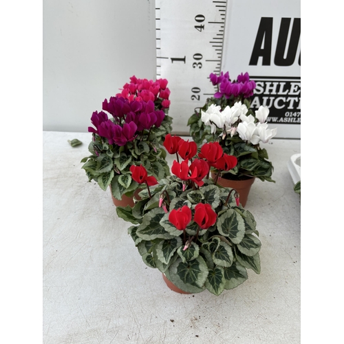 154 - TWELVE CYCLAMEN SUPER SERIES PICASSO PLANTS 21CM TO BE SOLD FOR THE TWELVE PLUS VAT