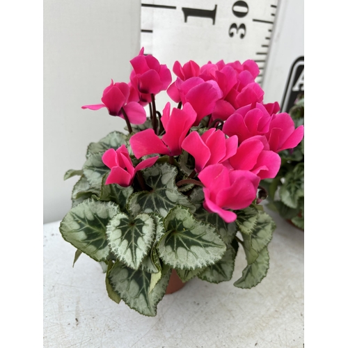 154 - TWELVE CYCLAMEN SUPER SERIES PICASSO PLANTS 21CM TO BE SOLD FOR THE TWELVE PLUS VAT