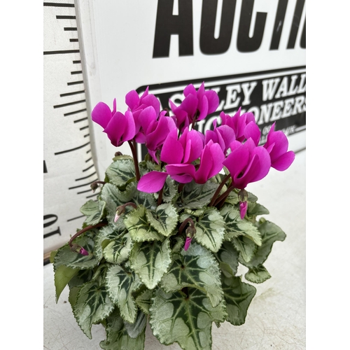 154 - TWELVE CYCLAMEN SUPER SERIES PICASSO PLANTS 21CM TO BE SOLD FOR THE TWELVE PLUS VAT