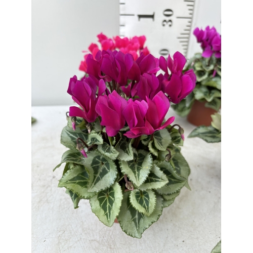 154 - TWELVE CYCLAMEN SUPER SERIES PICASSO PLANTS 21CM TO BE SOLD FOR THE TWELVE PLUS VAT