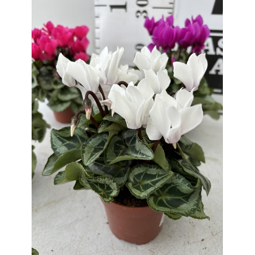 154 - TWELVE CYCLAMEN SUPER SERIES PICASSO PLANTS 21CM TO BE SOLD FOR THE TWELVE PLUS VAT