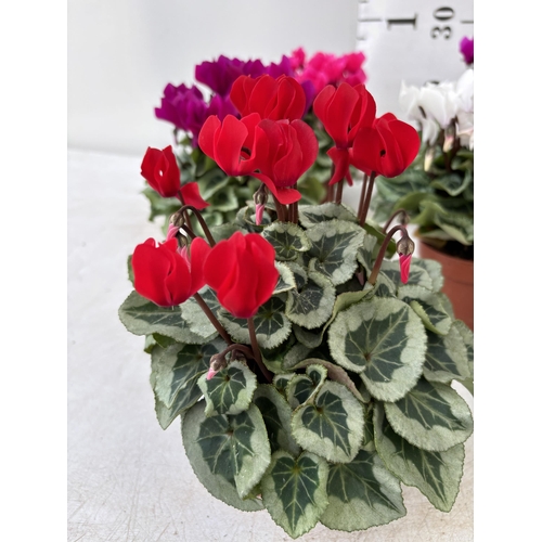 154 - TWELVE CYCLAMEN SUPER SERIES PICASSO PLANTS 21CM TO BE SOLD FOR THE TWELVE PLUS VAT