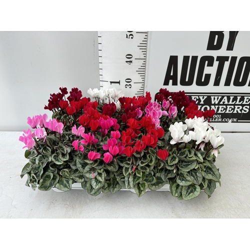 16 - TWELVE CYCLAMEN SUPER SERIES PICASSO PLANTS 21CM TO BE SOLD FOR THE TWELVE PLUS VAT