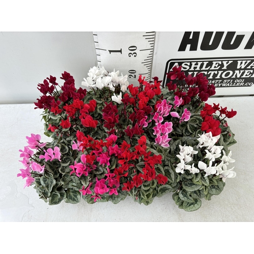 16 - TWELVE CYCLAMEN SUPER SERIES PICASSO PLANTS 21CM TO BE SOLD FOR THE TWELVE PLUS VAT