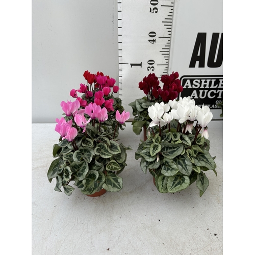 16 - TWELVE CYCLAMEN SUPER SERIES PICASSO PLANTS 21CM TO BE SOLD FOR THE TWELVE PLUS VAT