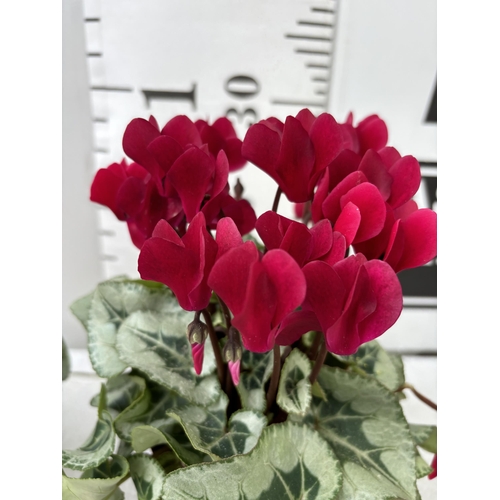 16 - TWELVE CYCLAMEN SUPER SERIES PICASSO PLANTS 21CM TO BE SOLD FOR THE TWELVE PLUS VAT