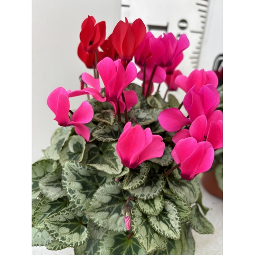 16 - TWELVE CYCLAMEN SUPER SERIES PICASSO PLANTS 21CM TO BE SOLD FOR THE TWELVE PLUS VAT