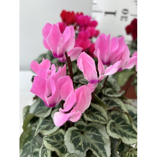 16 - TWELVE CYCLAMEN SUPER SERIES PICASSO PLANTS 21CM TO BE SOLD FOR THE TWELVE PLUS VAT