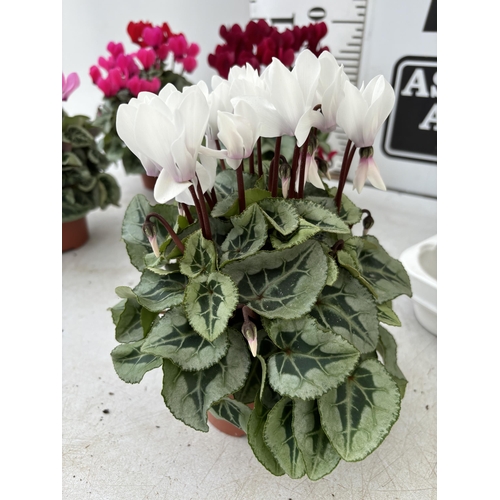 16 - TWELVE CYCLAMEN SUPER SERIES PICASSO PLANTS 21CM TO BE SOLD FOR THE TWELVE PLUS VAT