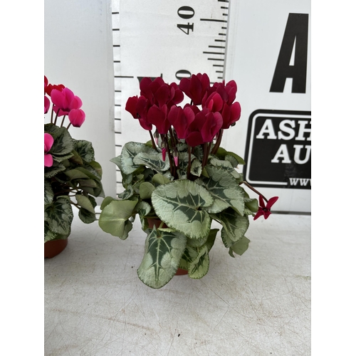 16 - TWELVE CYCLAMEN SUPER SERIES PICASSO PLANTS 21CM TO BE SOLD FOR THE TWELVE PLUS VAT