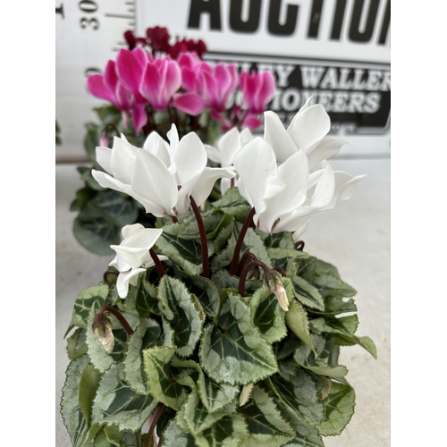 167 - TWELVE CYCLAMEN SUPER SERIES PICASSO PLANTS 21CM TO BE SOLD FOR THE TWELVE PLUS VAT