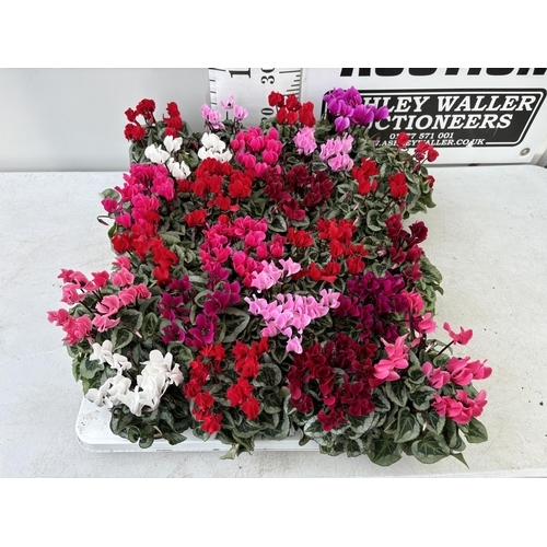 170 - TWENTY FOUR CYCLAMEN SUPER SERIES PICASSO PLANTS 21CM TO BE SOLD FOR THE TWENTY FOUR PLUS VAT