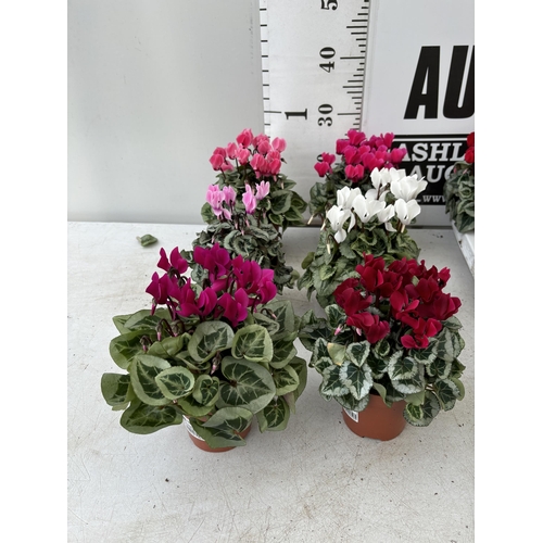 170 - TWENTY FOUR CYCLAMEN SUPER SERIES PICASSO PLANTS 21CM TO BE SOLD FOR THE TWENTY FOUR PLUS VAT