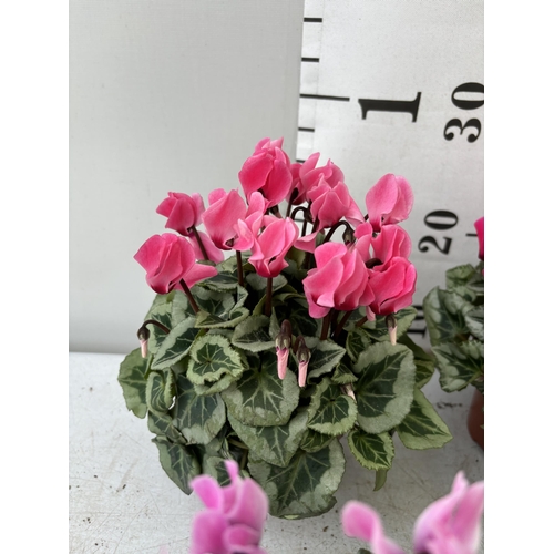 170 - TWENTY FOUR CYCLAMEN SUPER SERIES PICASSO PLANTS 21CM TO BE SOLD FOR THE TWENTY FOUR PLUS VAT