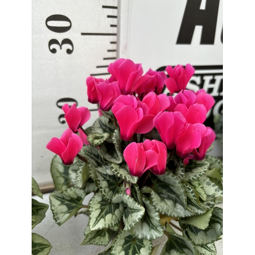 170 - TWENTY FOUR CYCLAMEN SUPER SERIES PICASSO PLANTS 21CM TO BE SOLD FOR THE TWENTY FOUR PLUS VAT