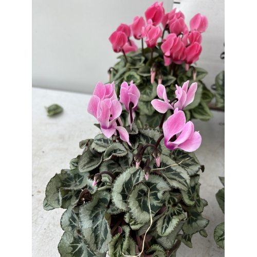 170 - TWENTY FOUR CYCLAMEN SUPER SERIES PICASSO PLANTS 21CM TO BE SOLD FOR THE TWENTY FOUR PLUS VAT