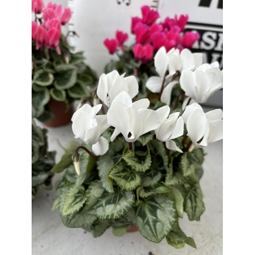 170 - TWENTY FOUR CYCLAMEN SUPER SERIES PICASSO PLANTS 21CM TO BE SOLD FOR THE TWENTY FOUR PLUS VAT