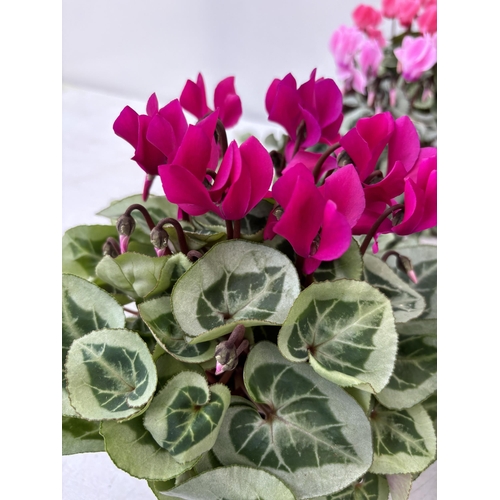 170 - TWENTY FOUR CYCLAMEN SUPER SERIES PICASSO PLANTS 21CM TO BE SOLD FOR THE TWENTY FOUR PLUS VAT