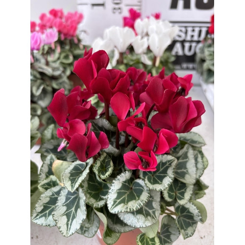 170 - TWENTY FOUR CYCLAMEN SUPER SERIES PICASSO PLANTS 21CM TO BE SOLD FOR THE TWENTY FOUR PLUS VAT