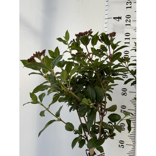 176 - A PAIR OF VIBERNUM TINUS STANDARD TREES 85CM TALL IN THREE LITRE POTS TO BE SOLD FOR THE TWO PLUS VA... 