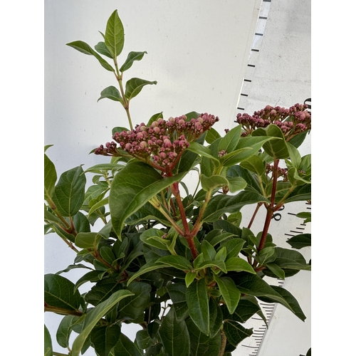 176 - A PAIR OF VIBERNUM TINUS STANDARD TREES 85CM TALL IN THREE LITRE POTS TO BE SOLD FOR THE TWO PLUS VA... 