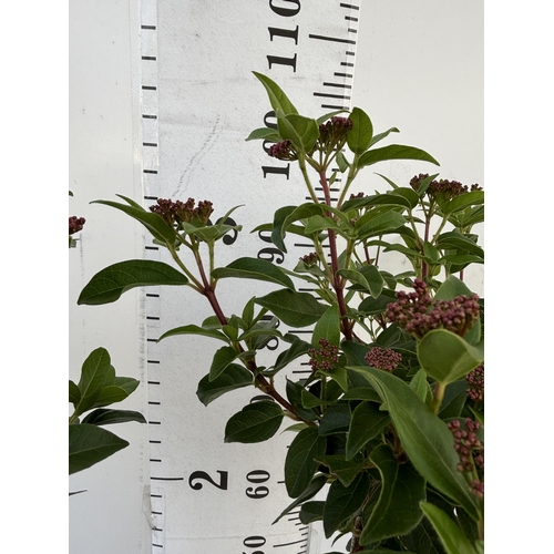 176 - A PAIR OF VIBERNUM TINUS STANDARD TREES 85CM TALL IN THREE LITRE POTS TO BE SOLD FOR THE TWO PLUS VA... 