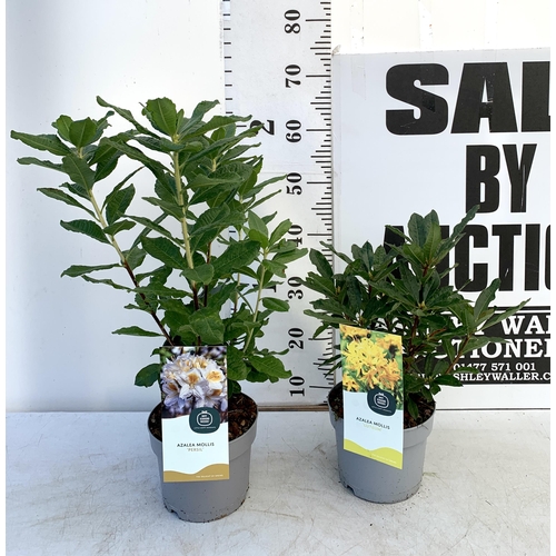 178 - TWO AZALEA MOLLIS ONE LIGHT PURPLE 'PERSIL' AND ONE YELLOW 'LUTEUM' IN 2 LTR POTS. APPROX 50-70CM IN... 