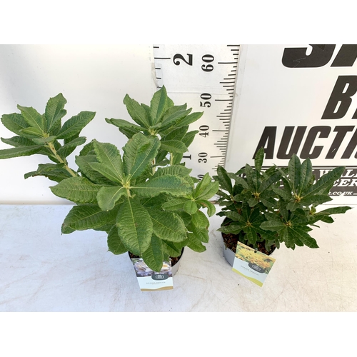 178 - TWO AZALEA MOLLIS ONE LIGHT PURPLE 'PERSIL' AND ONE YELLOW 'LUTEUM' IN 2 LTR POTS. APPROX 50-70CM IN... 