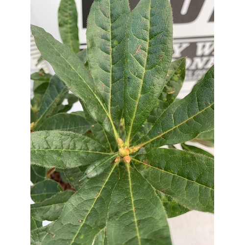 178 - TWO AZALEA MOLLIS ONE LIGHT PURPLE 'PERSIL' AND ONE YELLOW 'LUTEUM' IN 2 LTR POTS. APPROX 50-70CM IN... 