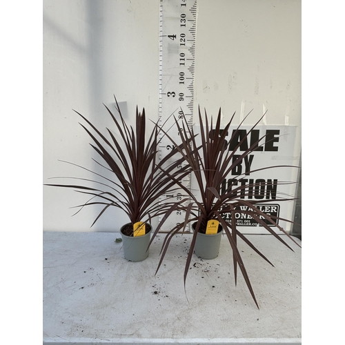 179 - TWO CORDYLINE AUSTRALIS REDSTAR 80CM - 90CM TALL TO BE SOLD FOR THE TWO PLUS VAT