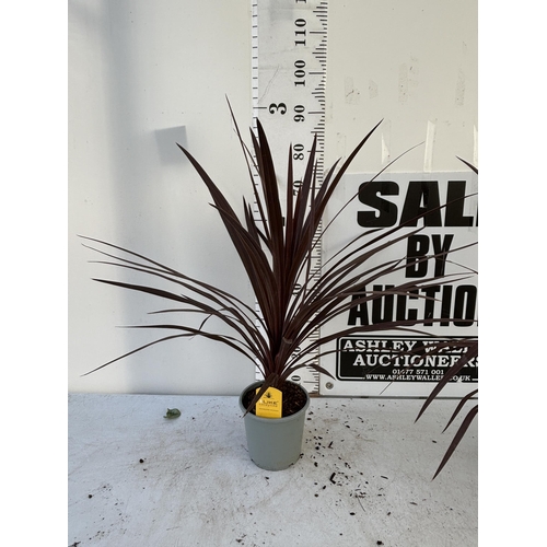 179 - TWO CORDYLINE AUSTRALIS REDSTAR 80CM - 90CM TALL TO BE SOLD FOR THE TWO PLUS VAT