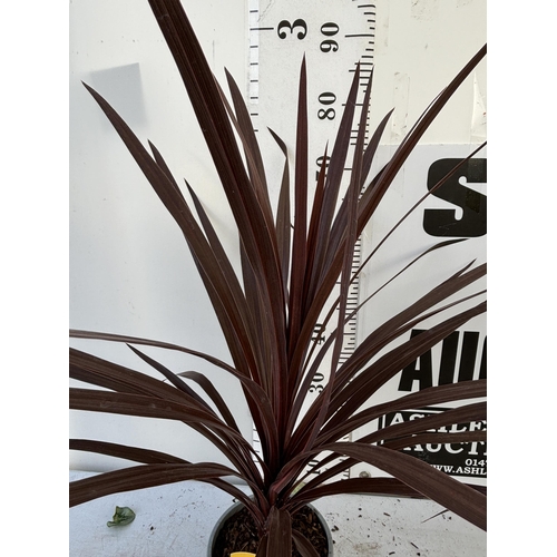 179 - TWO CORDYLINE AUSTRALIS REDSTAR 80CM - 90CM TALL TO BE SOLD FOR THE TWO PLUS VAT