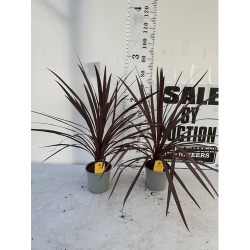 228 - TWO CORDYLINE AUSTRALIS REDSTAR 80CM - 90CM TALL TO BE SOLD FOR THE TWO PLUS VAT