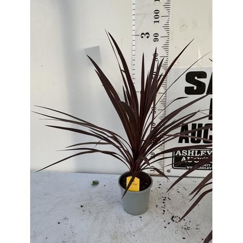 228 - TWO CORDYLINE AUSTRALIS REDSTAR 80CM - 90CM TALL TO BE SOLD FOR THE TWO PLUS VAT