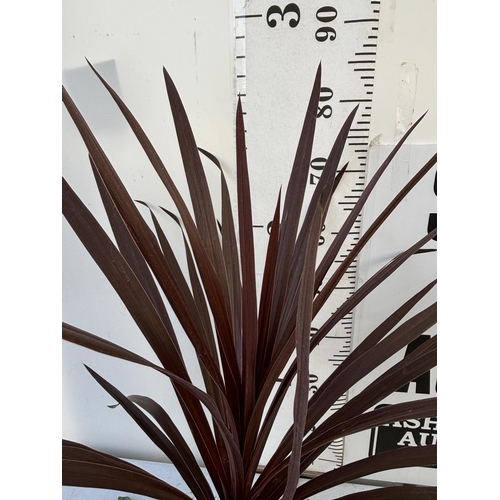 228 - TWO CORDYLINE AUSTRALIS REDSTAR 80CM - 90CM TALL TO BE SOLD FOR THE TWO PLUS VAT