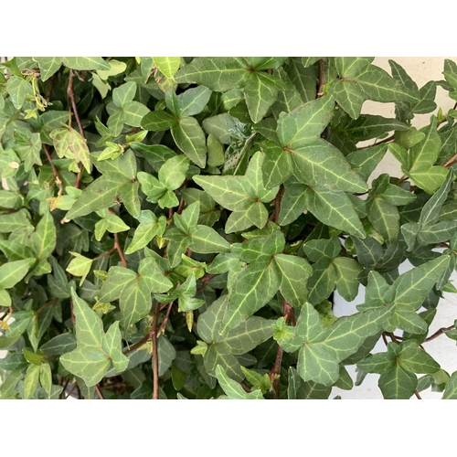 230 - EIGHTEEN IVY PLANTS IN 6CM POTS ON A TRAY. PLUS VAT TO BE SOLD FOR THE EIGHTEEN