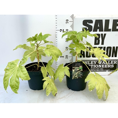 231 - TWO LARGE FATSIA JAPONICA VARIEGATED IN 7 LTR POTS. APPROX 60CM IN HEIGHT PLUS VAT TO BE SOLD FOR TH... 