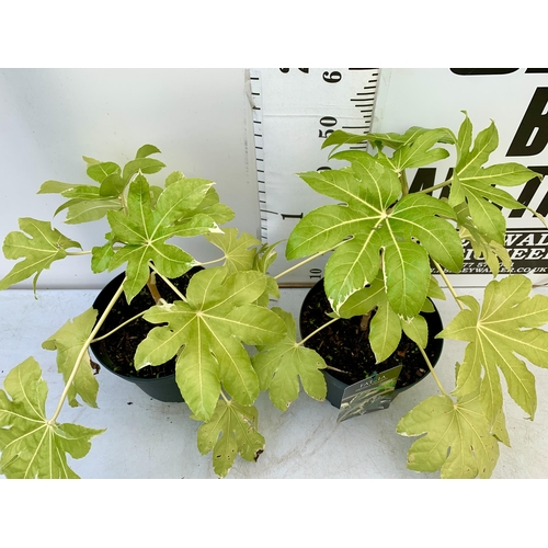 231 - TWO LARGE FATSIA JAPONICA VARIEGATED IN 7 LTR POTS. APPROX 60CM IN HEIGHT PLUS VAT TO BE SOLD FOR TH... 