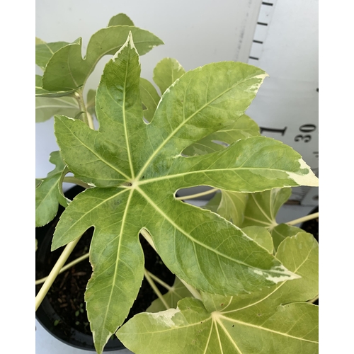 231 - TWO LARGE FATSIA JAPONICA VARIEGATED IN 7 LTR POTS. APPROX 60CM IN HEIGHT PLUS VAT TO BE SOLD FOR TH... 