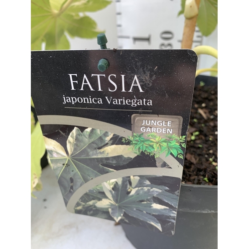 231 - TWO LARGE FATSIA JAPONICA VARIEGATED IN 7 LTR POTS. APPROX 60CM IN HEIGHT PLUS VAT TO BE SOLD FOR TH... 