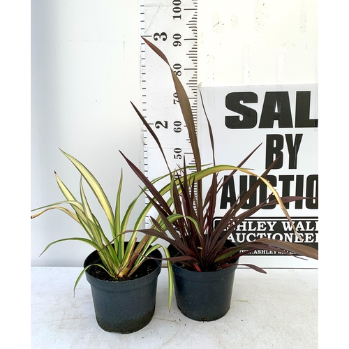 232 - TWO LARGE PHORMIUM TENAX 'PLATTS BLACK' AND 'CREAM DELIGHT' APPROX 60- 90CM IN HEIGHT IN 5 LTR POTS ... 