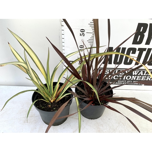 232 - TWO LARGE PHORMIUM TENAX 'PLATTS BLACK' AND 'CREAM DELIGHT' APPROX 60- 90CM IN HEIGHT IN 5 LTR POTS ... 