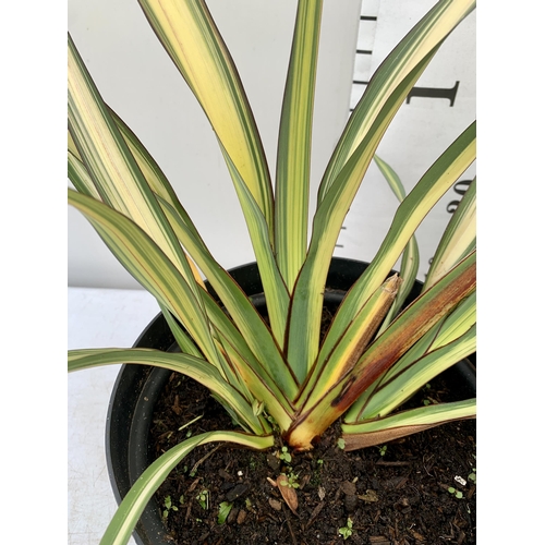 232 - TWO LARGE PHORMIUM TENAX 'PLATTS BLACK' AND 'CREAM DELIGHT' APPROX 60- 90CM IN HEIGHT IN 5 LTR POTS ... 