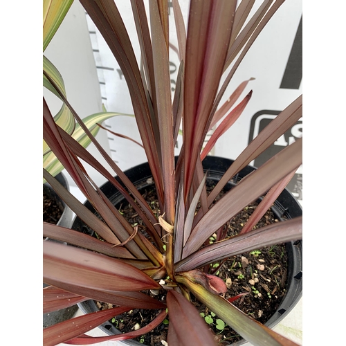 232 - TWO LARGE PHORMIUM TENAX 'PLATTS BLACK' AND 'CREAM DELIGHT' APPROX 60- 90CM IN HEIGHT IN 5 LTR POTS ... 