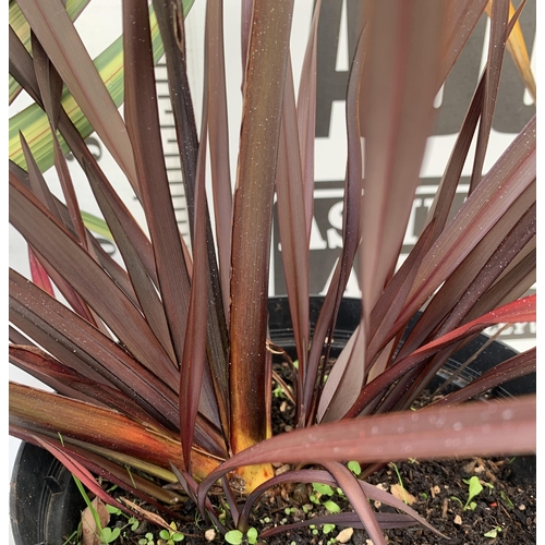 232 - TWO LARGE PHORMIUM TENAX 'PLATTS BLACK' AND 'CREAM DELIGHT' APPROX 60- 90CM IN HEIGHT IN 5 LTR POTS ... 