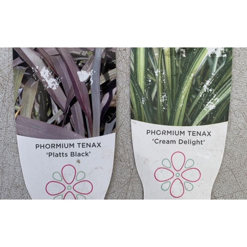 232 - TWO LARGE PHORMIUM TENAX 'PLATTS BLACK' AND 'CREAM DELIGHT' APPROX 60- 90CM IN HEIGHT IN 5 LTR POTS ... 