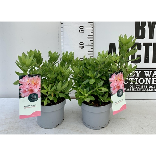 233 - TWO AZALEA MOLLIS 'DOUBLE PARFAIT' IN PINK IN 2 LTR POTS. APPROX 40CM IN HEIGHT PLUS VAT TO BE SOLD ... 