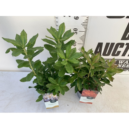 234 - TWO AZALEA MOLLIS, ONE 'PERSIL' IN LIGHT PURPLE AND ONE 'NABUCCO' ORANGE IN 2 LTR POTS. APPROX 50-60... 